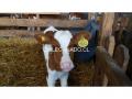 Vendo Ternero NUEVO Overo Colorado