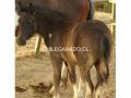 Lindos pony - Image 2