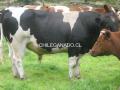 compro ternero overo negro para reproductor doble proposito