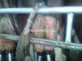 Servicio De Rasurado de Colas, Flameo de Ubres y Calidad de Leche en Vacas Lecheras