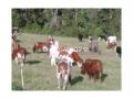 vendo vacas gordas