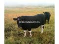 Venta de novillos gordos