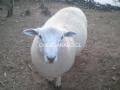 vendo carnerillo highlander