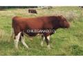 Vendo Toros Overos Colorado