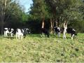 vaquillas preñadas osorno
