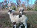 Borregas Romanov x Suffolk