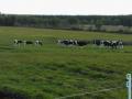 vendo vaquillas holstein
