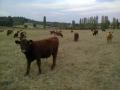 Vendo Terneros y Vaquillas para encaste