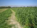 Fardos de Alfalfa de calidad superior