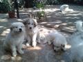 Vendo Cachorros Gran Pirineo
