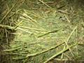 Alfalfa excelente