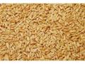 Avena sacos de 40 kilos