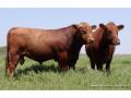 Compro Vacunos para Crianza Angus y Hereford