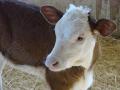 Compro vacunos para engorda.- HEREFORD y ANGUS.
