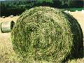 Se Vende Bolos de Silo