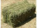 VENDO FARDOS DE ALFALFA