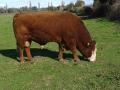 Toro Hereford