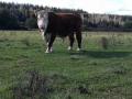 Toro Hereford 4 años