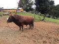 Vendo Toro Angus puro, excelente reproductor