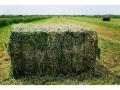 Venta de fardos de alfalfa