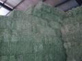 venta fardos alfalfa