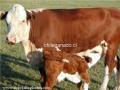 CONPRO  TERNERO   HEREFORD  -