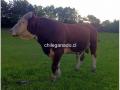 Toro Hereford