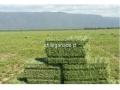venta de fardos de alfalfa