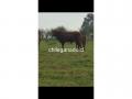 VENDO TORETES ANGUS