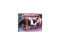 Podologia Bovina