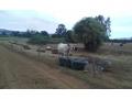 vendo 33 vacas de lecheria y 6 vaquillas preñaadas