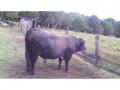 Vendo toro de 3 años 