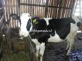 Fertilizante de alfalfa