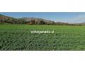 fardos de alfalfa