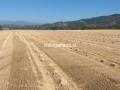 Fardos de paja de trigo