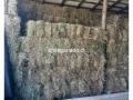 Fardos de Alfalfa Tercer Corte