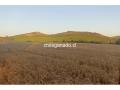 Venta 2 hctrs trigo candeal