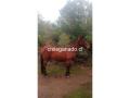 Caballo para 5 años INGLES CON CHILENO