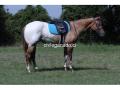 Caddo (Appaloosa Horse)