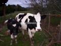 6 cabezas de hembras vacas y vaquillas,más yegua de  3 años